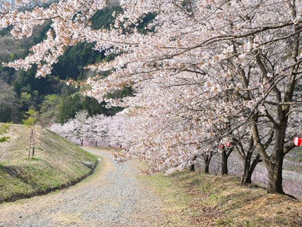 桜まつり 東秩父村観光サイト