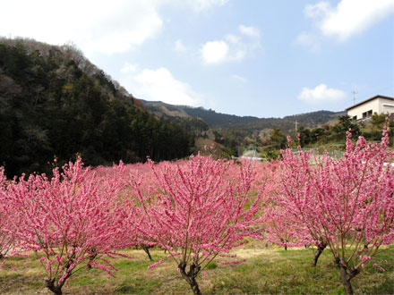 花桃の郷