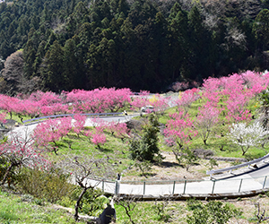 花桃の郷1