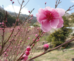 花桃の郷2