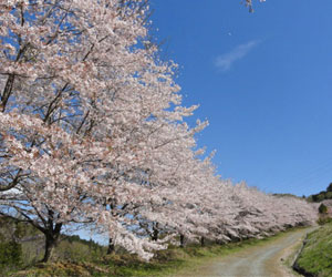 虎山の千本桜1