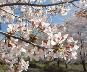 虎山の千本桜2