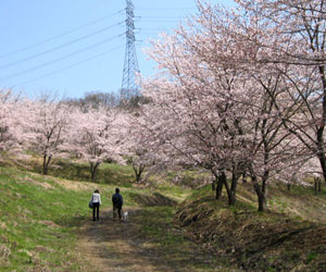 虎山の千本桜3